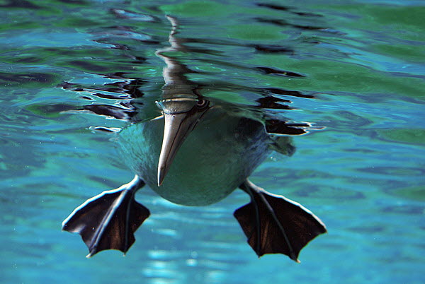 Basstlpel unter Wasser 