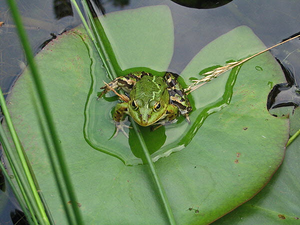Frosch Finkenmoor