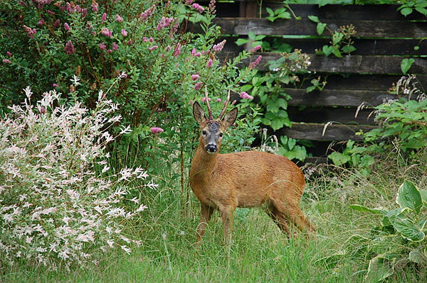Junger Rehbock