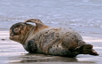 Kegelrobbe auf Helgoland