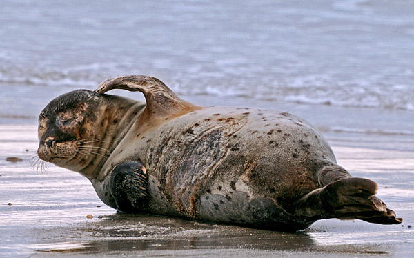 Kegelrobbe auf Helgoland