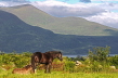Perde in Irland