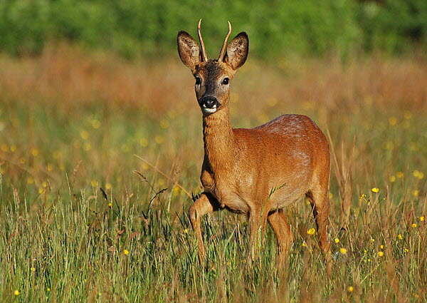 Reh Moorwiesen 