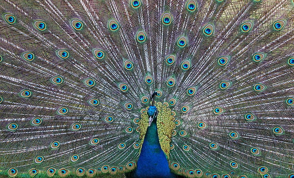 Strau  Kurpark Cuxhaven