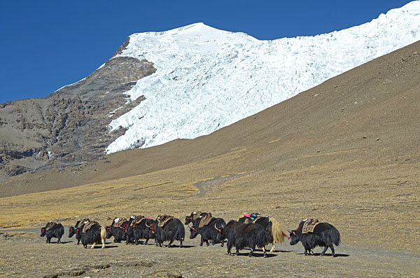 Yaks in Tibet