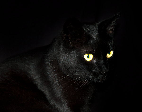 black cat